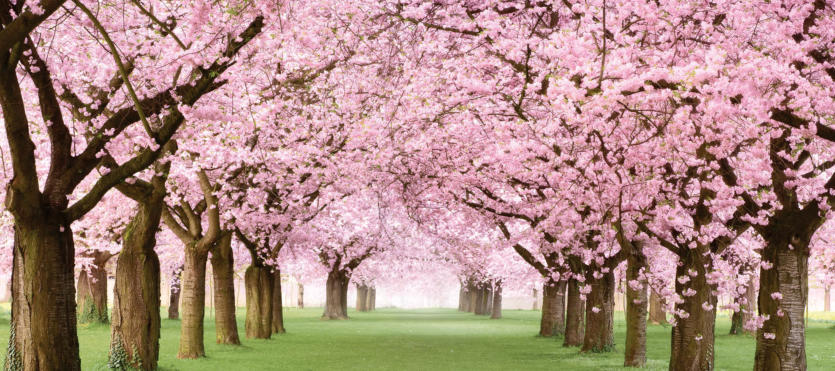 Allee mit rosaferbenen blühenden japanischen Kirschbäumen