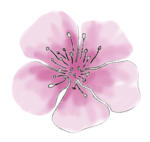 rosafarbene Kirschblüte