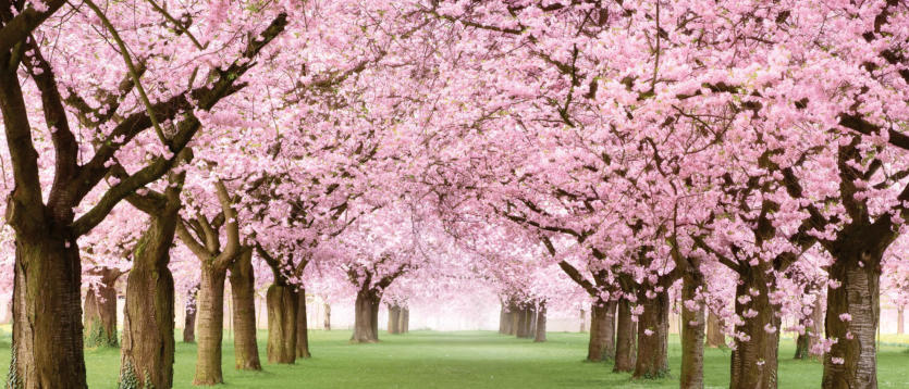 Allee mit rosafarben blühenden Kirschbäumen