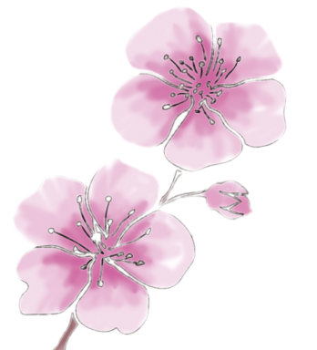 Zweig mit rosafarbenen Kirschblüten