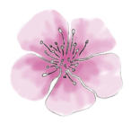 rosafarbene Kirschblüte